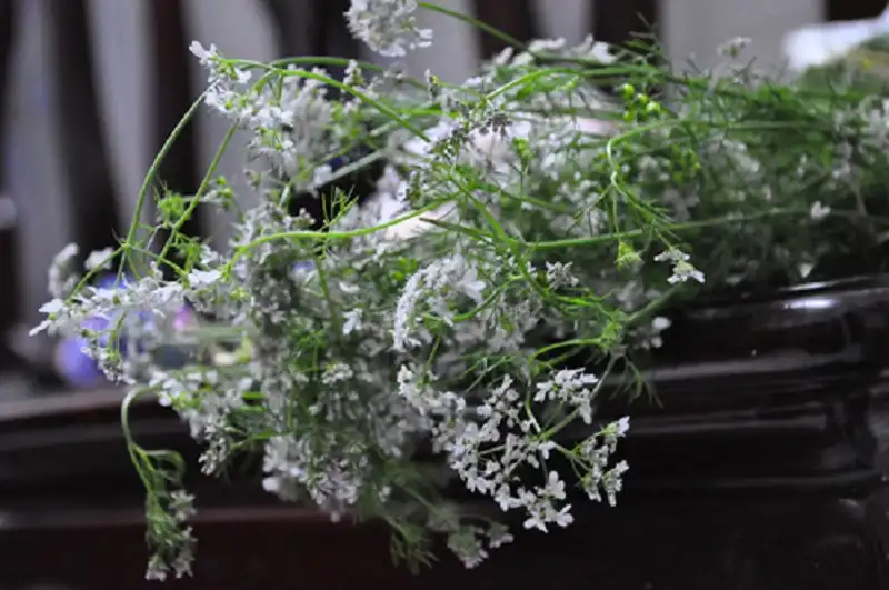 hoa-mui-gia-1-1389080127-662x0-1576-1389242263