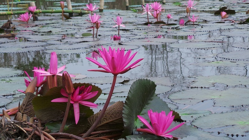 Suối Yến mùa hoa súng