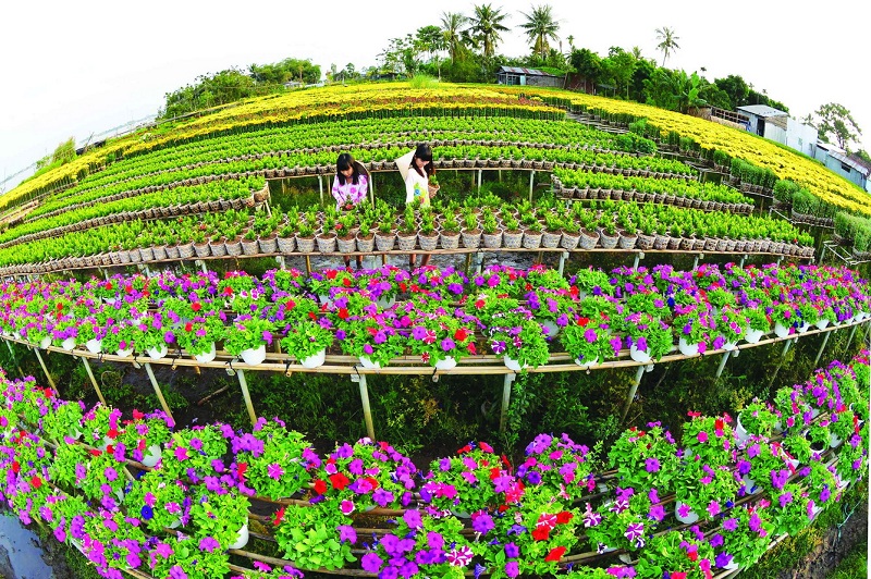 Làng hoa Sa Đéc – Một thoáng xuân về