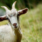 Những quan niệm du lịch kỳ lạ trên thế giới: Hành trình khám phá văn hóa qua lăng kính mê tín