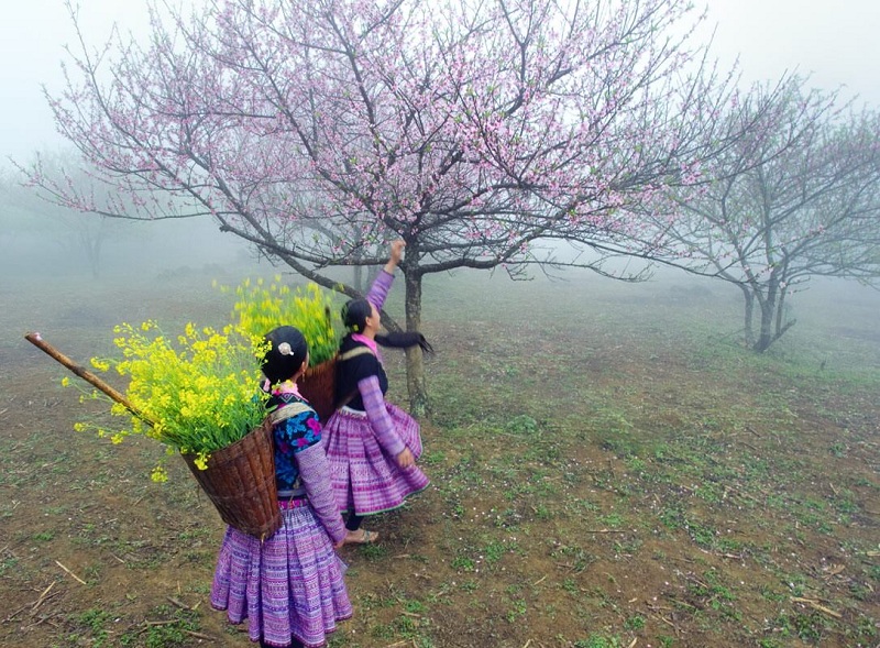Du Xuân ngắm mai vàng đào thắm hai miền Nam Bắc 5 quyen ru sac dao wanderlusttips
