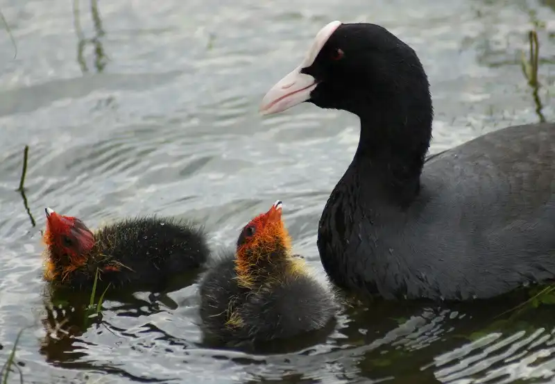 4 món hiếm có khó tìm dịp Tết Nguyên đán 5 wanderlusttips-4-mon-hiem-co-kho-tim-dip-tet-nguyen-dan