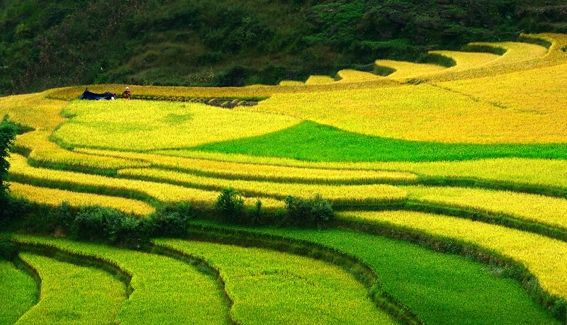 wanderlusttips dau xuan ve ha giang xem choi de 1
