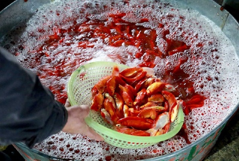 Xôn xao chợ cá chép đỏ lớn nhất Hà Nội