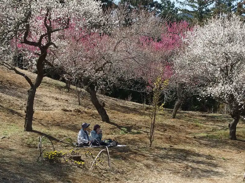 Hinh 11trayhoihoaUme-wanderlusttips