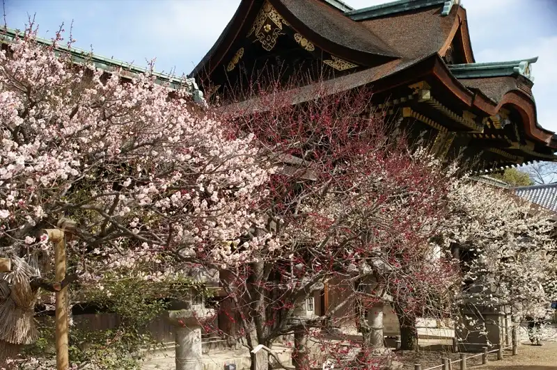 Hinh 3trayhoihoaUme-wanderlusttips