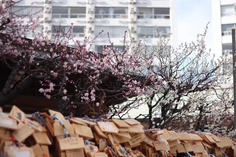 Hinh 5trayhoihoaUme-wanderlusttips