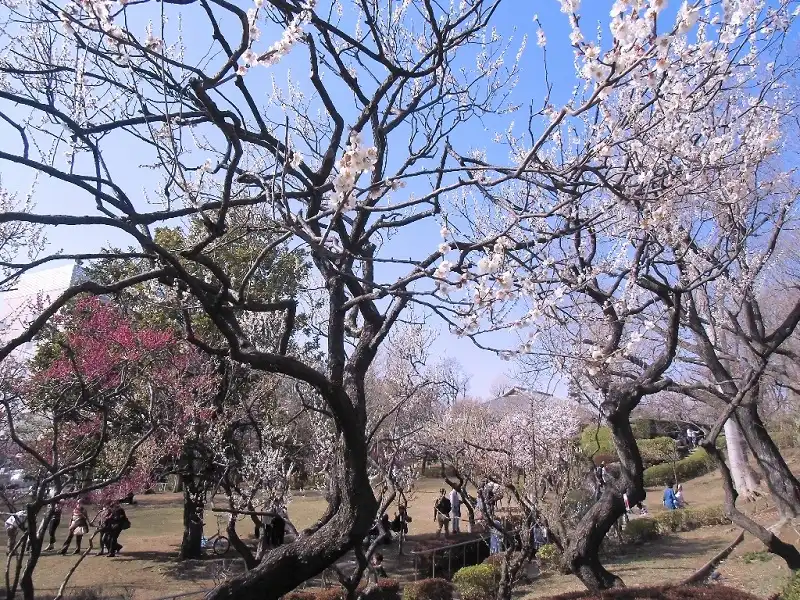 Hinh 6trayhoihoaUme-wanderlusttips