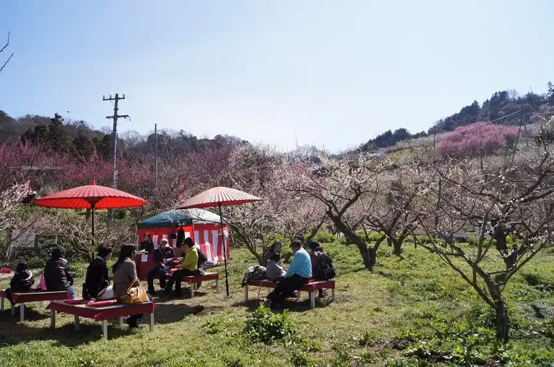 Hinh 7trayhoihoaUme-wanderlusttips