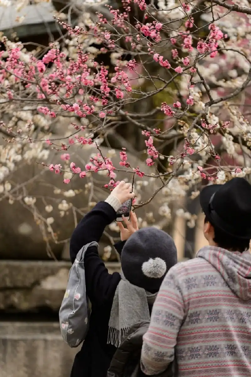 Hinh 9trayhoihoaUme-wanderlusttips