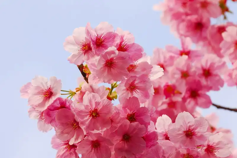 Hoa Tet-wanderlusttips1