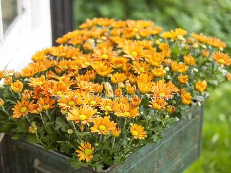 Hoa Tet-wanderlusttips4