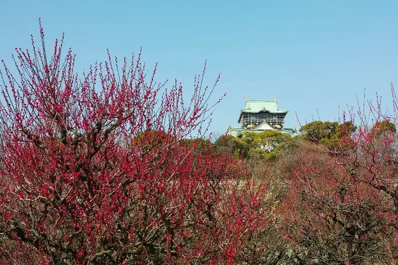 Hành trình thưởng lãm hoa xuân 8 Hoa Ume do ruc truoc thanh Osaka- wanderlusttips