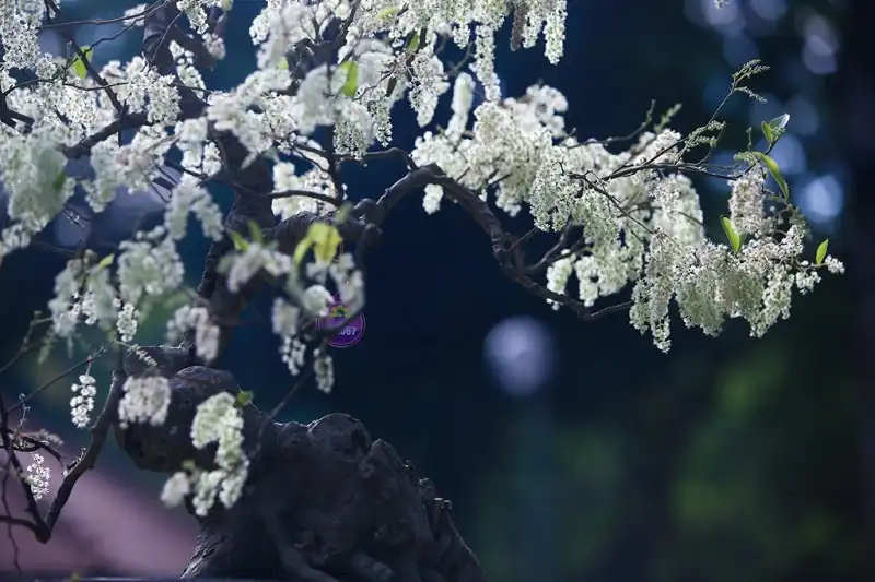 Hoi hoa Tao Dan-wanderlusttips6