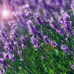 Lavender wanderlusttips