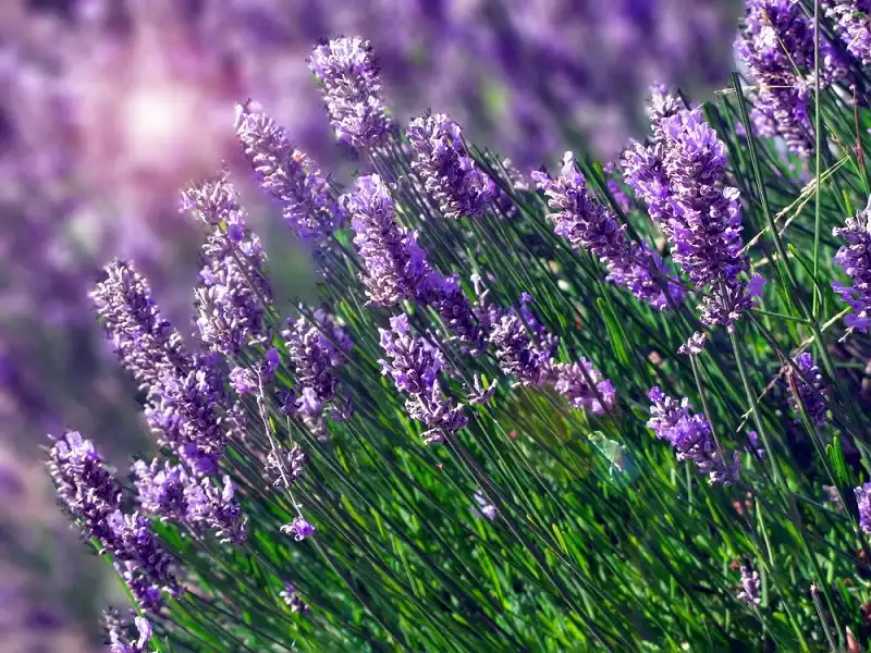 Vườn hoa oải hương đẹp mê hồn ở Đồng Nai 5 Lavender-wanderlusttips