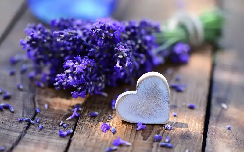 Vườn hoa oải hương đẹp mê hồn ở Đồng Nai 6 Lavender-wanderlusttips3