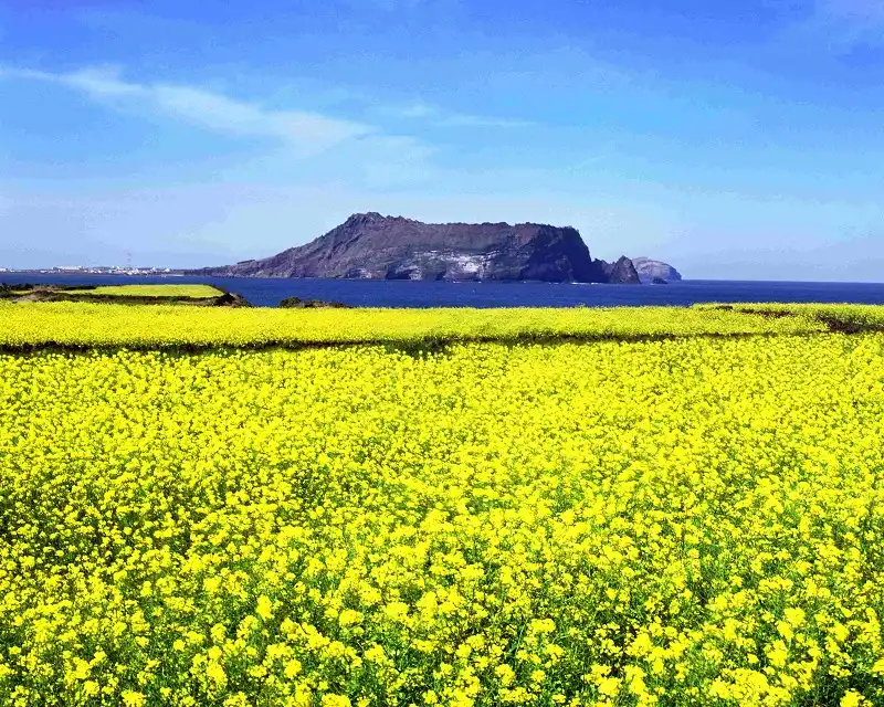Hành trình thưởng lãm hoa xuân 10 Ruc vang hoa cai o Jeju-wanderlusttips