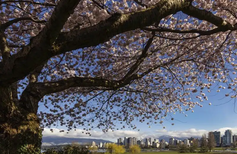 10 gợi ý về thời gian và địa điểm ngắm hoa anh đào năm 2016 6 cam-nang-cho-mua-hoa-anh-dao-nam-2016-wanderlusttips1