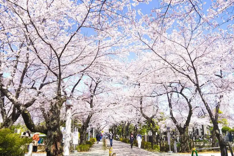 10 gợi ý về thời gian và địa điểm ngắm hoa anh đào năm 2016 7 cam-nang-cho-mua-hoa-anh-dao-nam-2016-wanderlusttips2