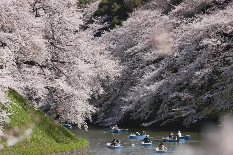 10 gợi ý về thời gian và địa điểm ngắm hoa anh đào năm 2016 9 cam-nang-cho-mua-hoa-anh-dao-nam-2016-wanderlusttips4