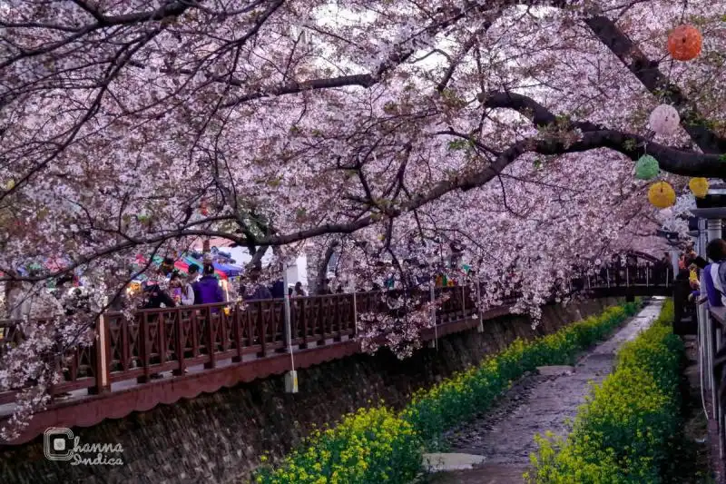 10 gợi ý về thời gian và địa điểm ngắm hoa anh đào năm 2016 11 cam-nang-cho-mua-hoa-anh-dao-nam-2016-wanderlusttips6