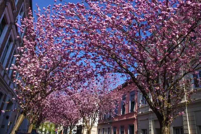 10 gợi ý về thời gian và địa điểm ngắm hoa anh đào năm 2016 14 cam-nang-cho-mua-hoa-anh-dao-nam-2016-wanderlusttips9