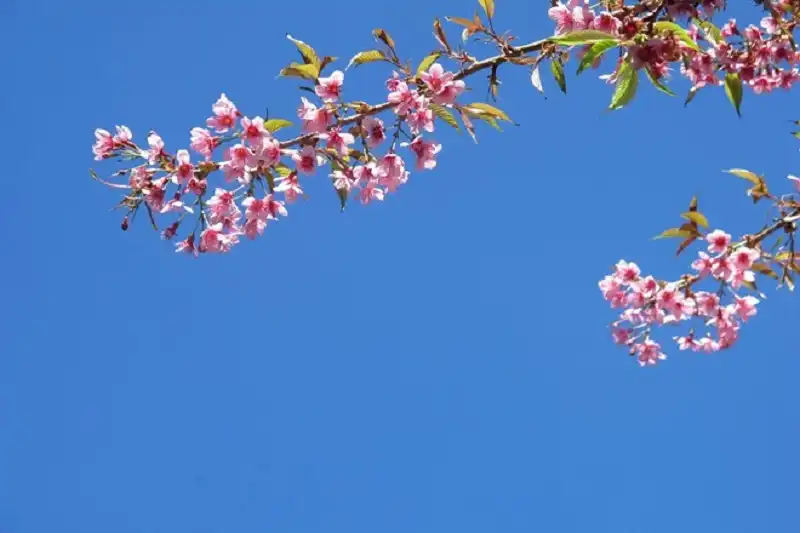 diem-ngam-hoa-wanderlusttips2