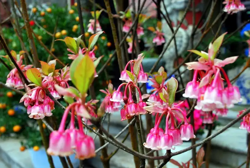 diem-ngam-hoa-wanderlusttips3