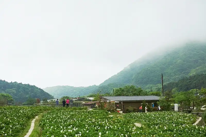 Du xuân ngoạn cảnh Dương Minh Sơn 7 Ngoài anh đào, cánh đồng loa kèn Calla Lily cũng là điểm tham quan hấp dẫn