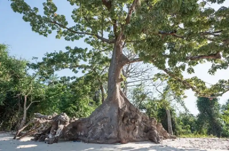 Guinea Buissau hoang dã và kỳ bí 18 guinea_bissau_wanderlusttips13