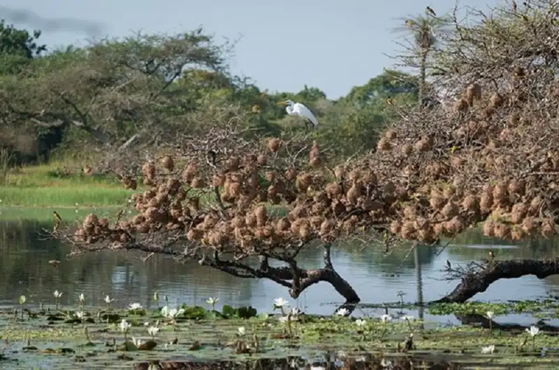 Guinea Buissau hoang dã và kỳ bí 23 guinea_bissau_wanderlusttips18
