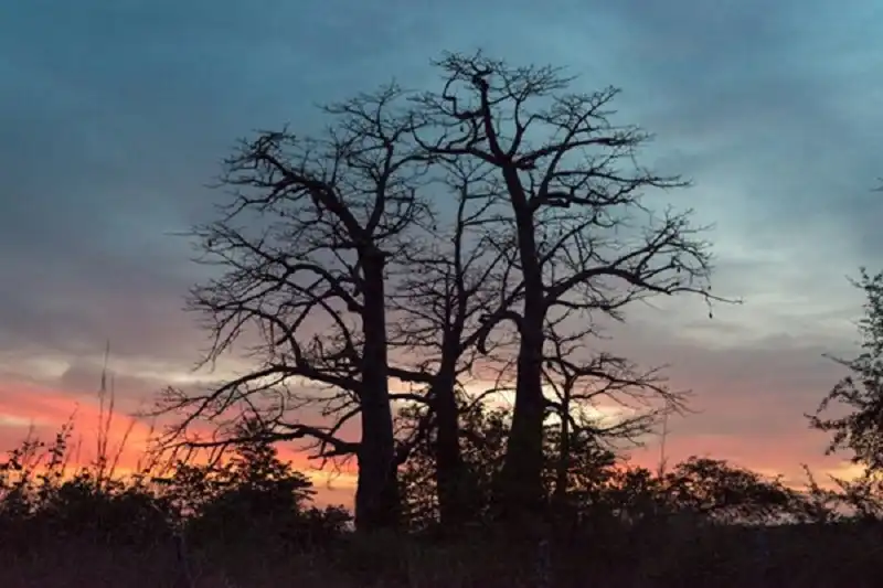 Guinea Buissau hoang dã và kỳ bí 8 guinea_bissau_wanderlusttips3