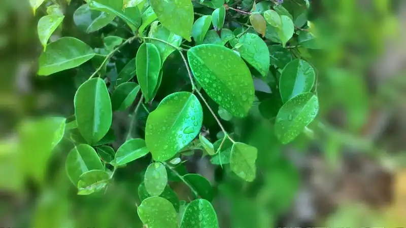 Hái lộc đêm giao thừa may mắn cho cả năm 6 hai-loc-wanderlusttips