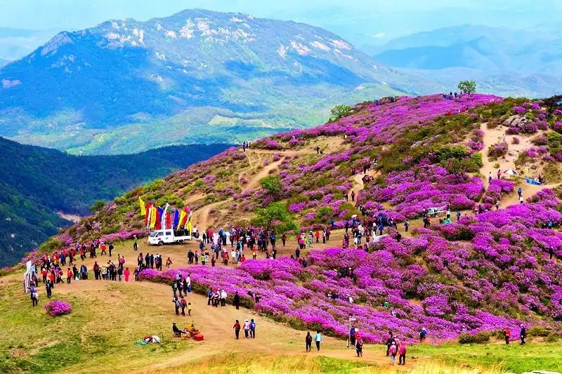 Hàn Quốc rực rỡ những mùa hoa 9 han-quoc-wanderlusttips4