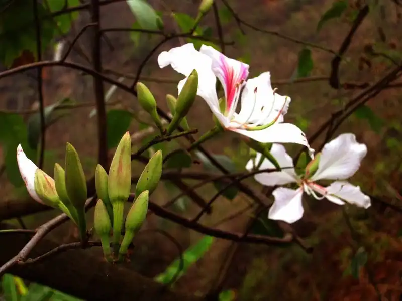 hoa ban moc chau-wanderlusttips 2