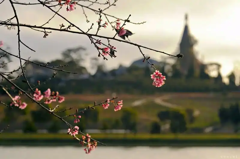 Đà Lạt - mùa mai anh đào nở muộn 7 hoa-mai-anh-dao-Da-Lat-wanderlusttips2