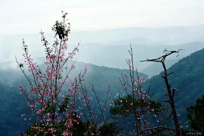 Đà Lạt - mùa mai anh đào nở muộn 8 hoa-mai-anh-dao-Da-Lat-wanderlusttips3