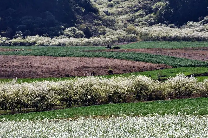 hoa-phuong-bac-wanderlusttips2