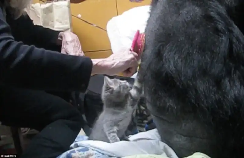 khi va meo-wanderlusttips7