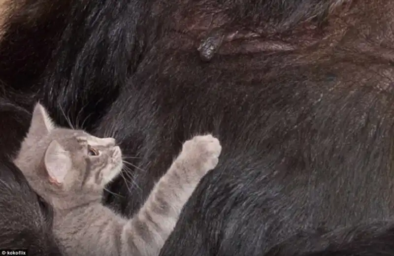 khi va meo-wanderlusttips9