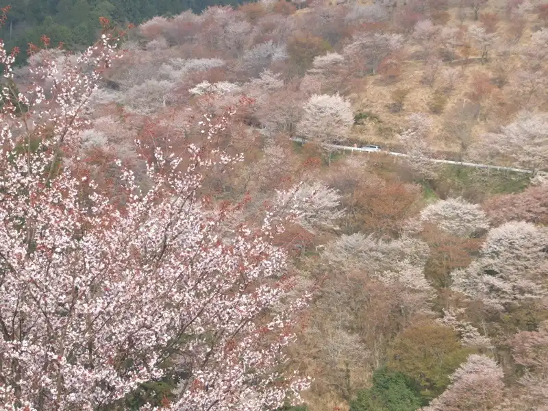 Những lưu ý khi du lịch Nhật Bản mùa hoa anh đào 10 kinh-nghiem-dl-nhat-hoa-anh-dao-wanderlusttips6