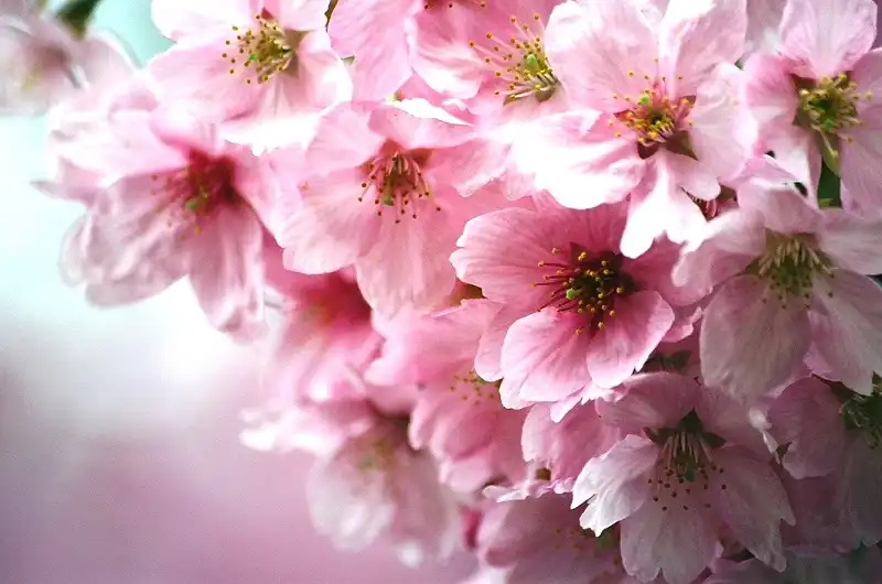 le hoi hoa anh dao Quang Ninh-wanderlusttips1