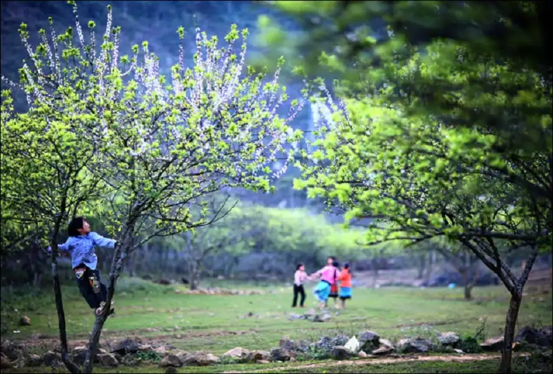 Kinh nghiệm du lịch Tết Nguyên Đán 2016 vui vẻ và tiết kiệm 6 moc chau1-wanderlusttips