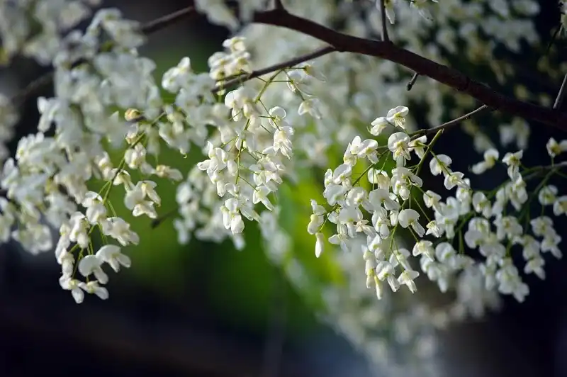 ruc-ro-mua-hoa-xuan-phuong-bac-wanderlusttips3