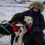 siberian husky wanderlusttips