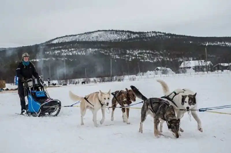 siberian-husky-wanderlusttips4