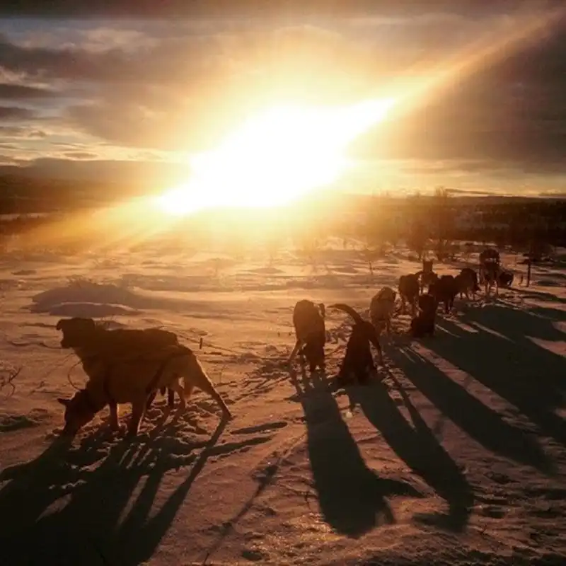 siberian-husky-wanderlusttips5