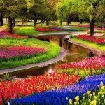 tulip ha lan wanderlusttips