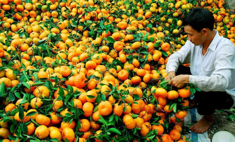 vuon-quyt-lai-vung-wanderlusttips1